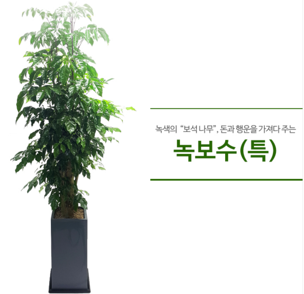 녹보수 사진 - 녹색의 보석나무